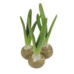 vaasje met 3 bloembollen